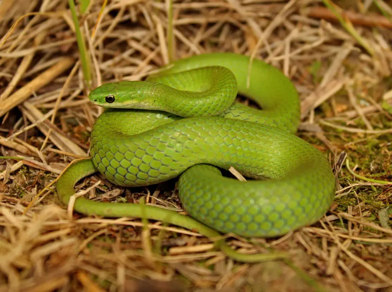 Smooth Green Snake