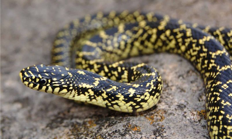 Speckled Kingsnake