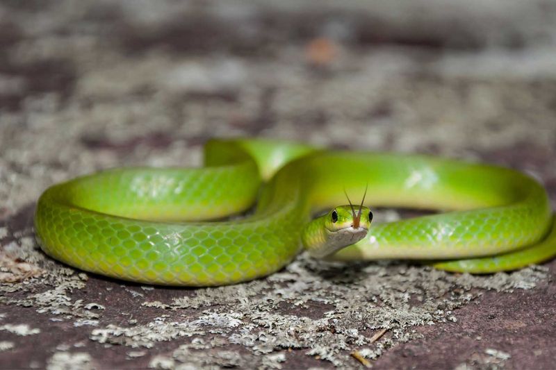 Snakes Are Slimy