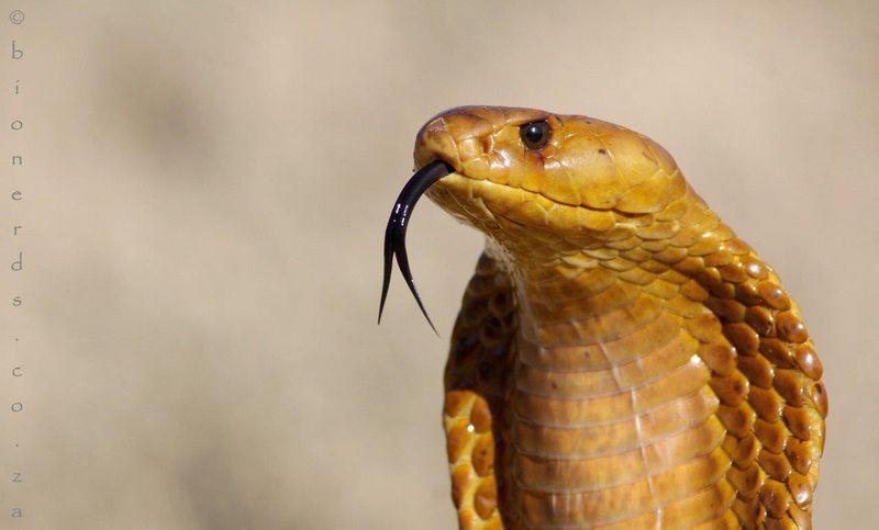 Snakes Can Hypnotize Prey