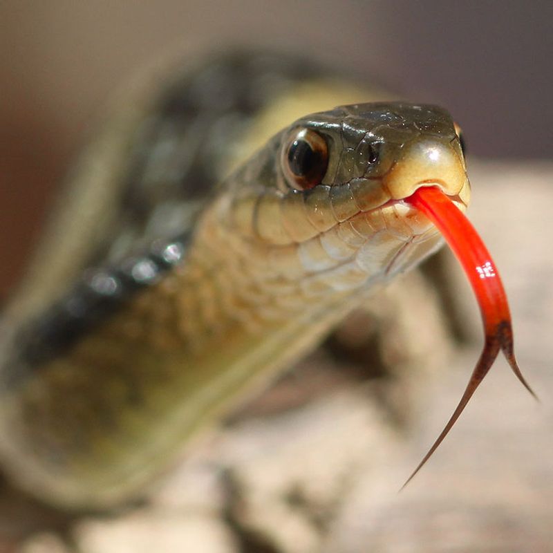 Snakes Have Poor Eyesight