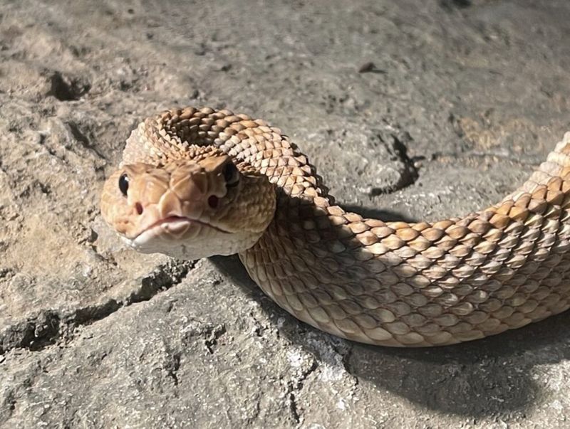 Snakes Chase Humans