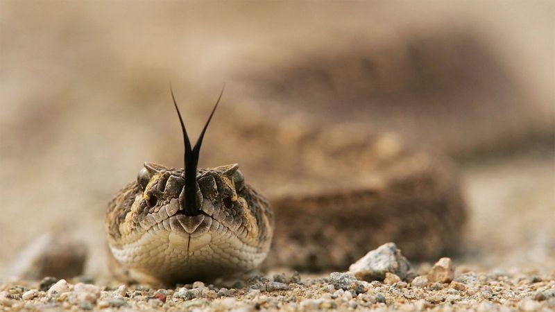 Snakes Are Mindless Killers