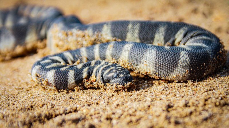 Snakes Can Untangle Their Bodies