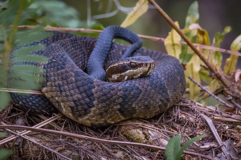 Snakes Are Solitary