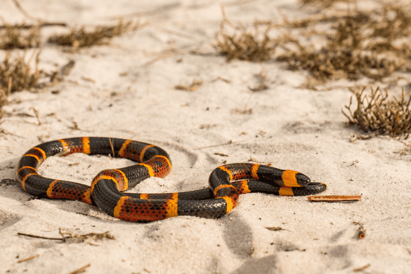 All Snakes Are Venomous