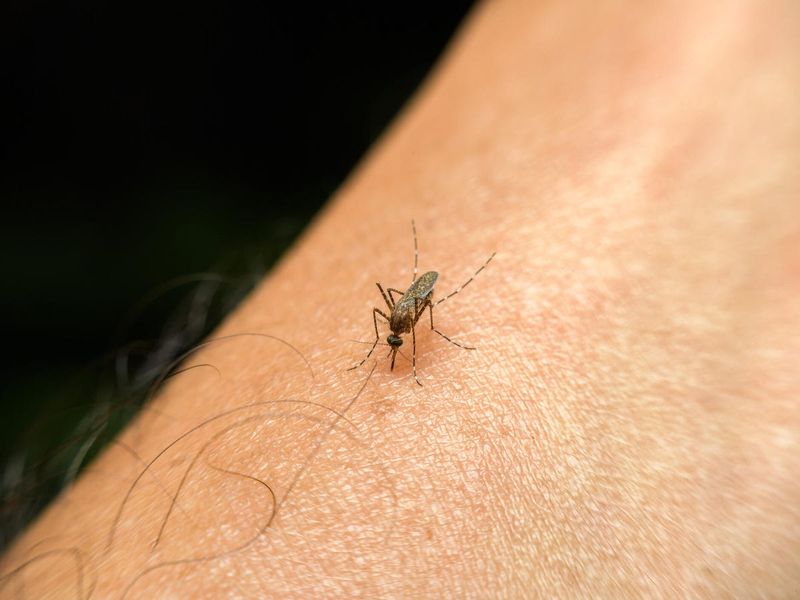 Mosquitoes