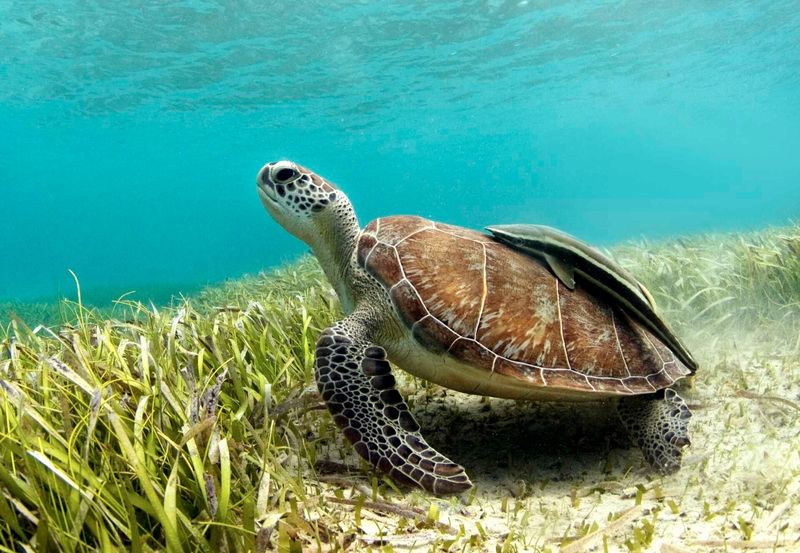 Green Sea Turtle