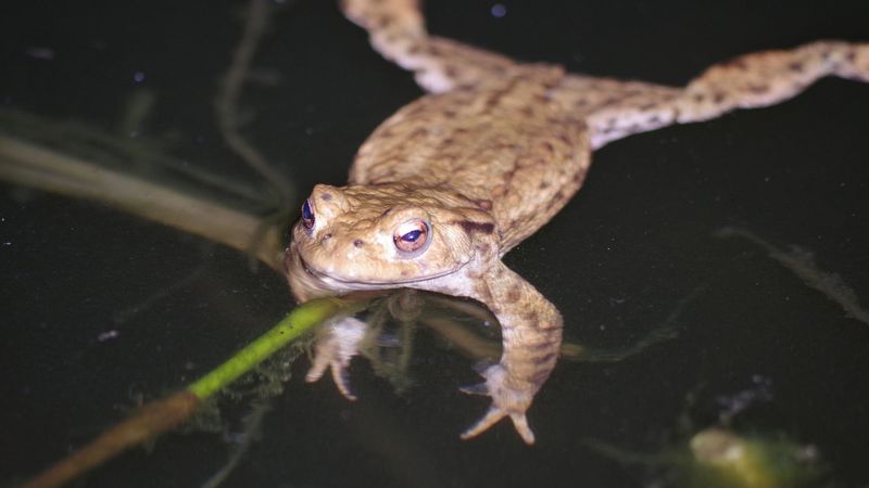 Common Toad