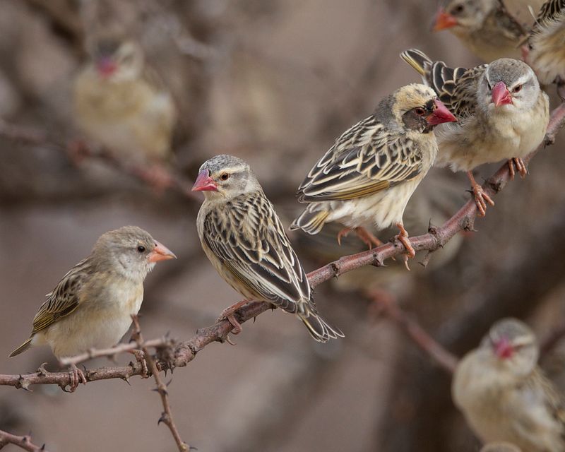 Red-billed Quelea