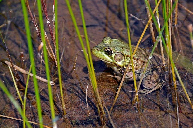 Green Frog
