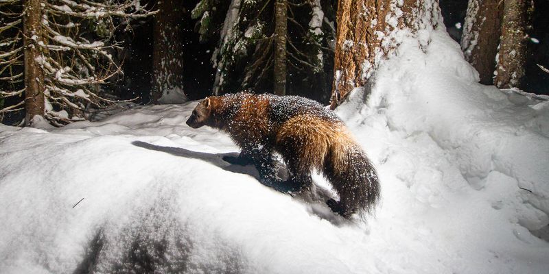 Wolverine