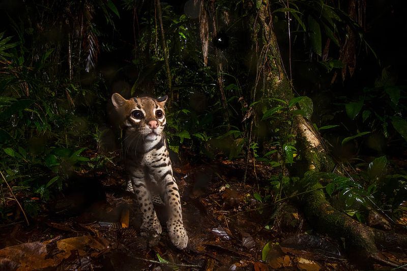 Ocelot