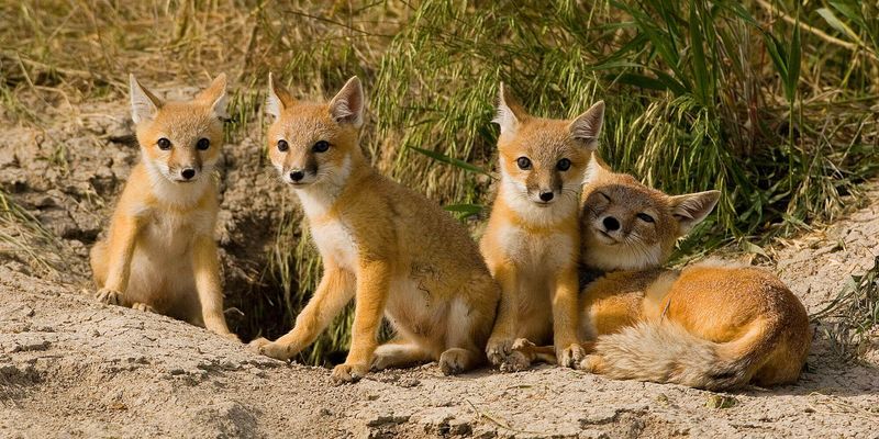 Swift Fox