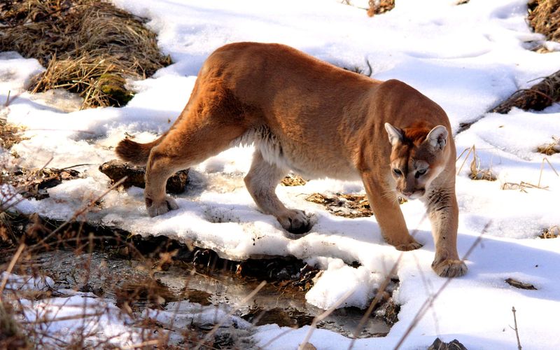 Cougar (Mountain Lion/Puma)