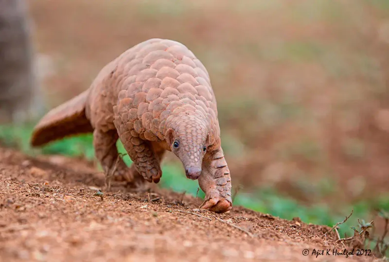 Pangolin