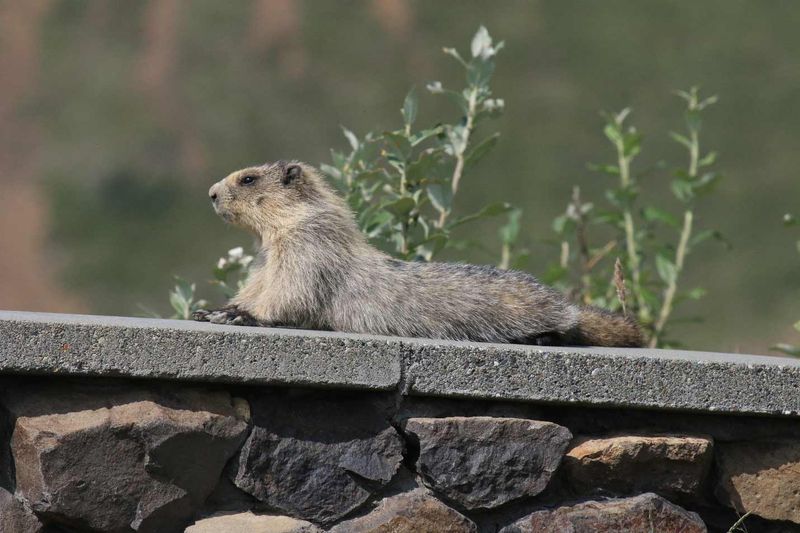 Marmot