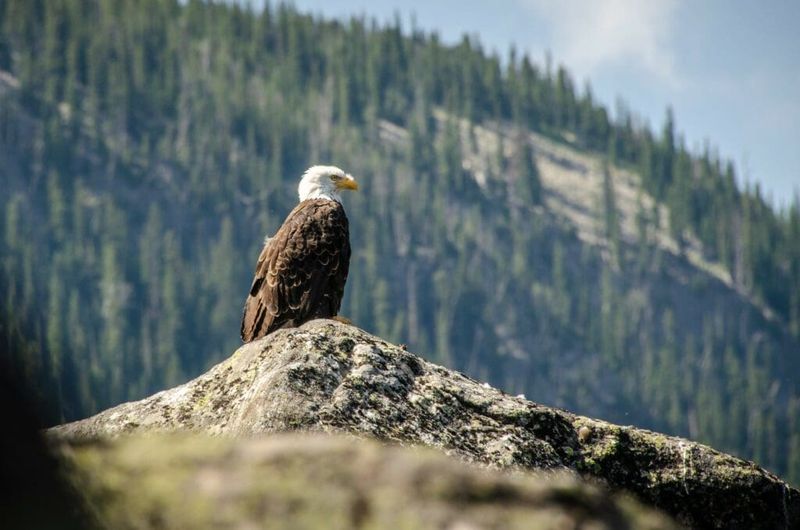 Bald Eagle