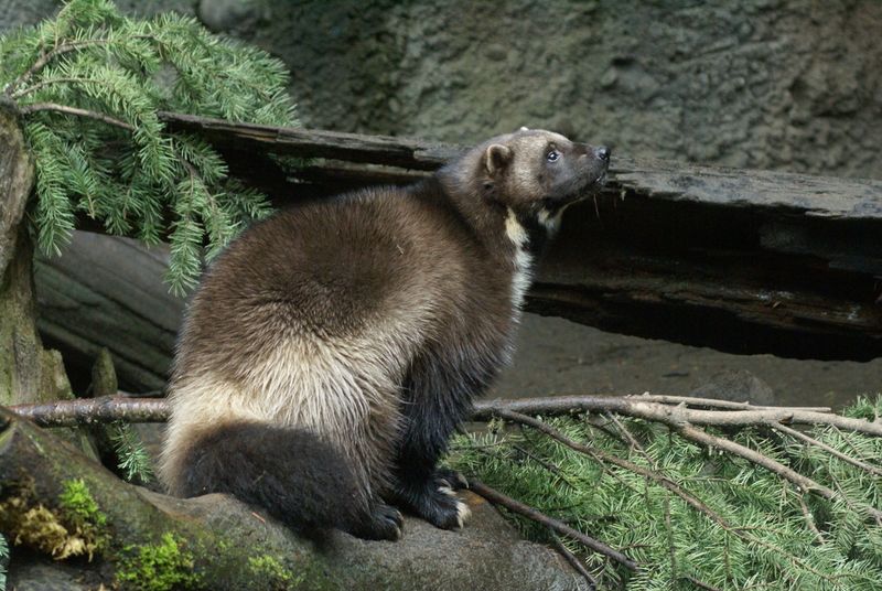Wolverine