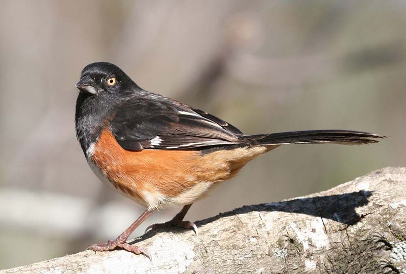 Eastern Towhee