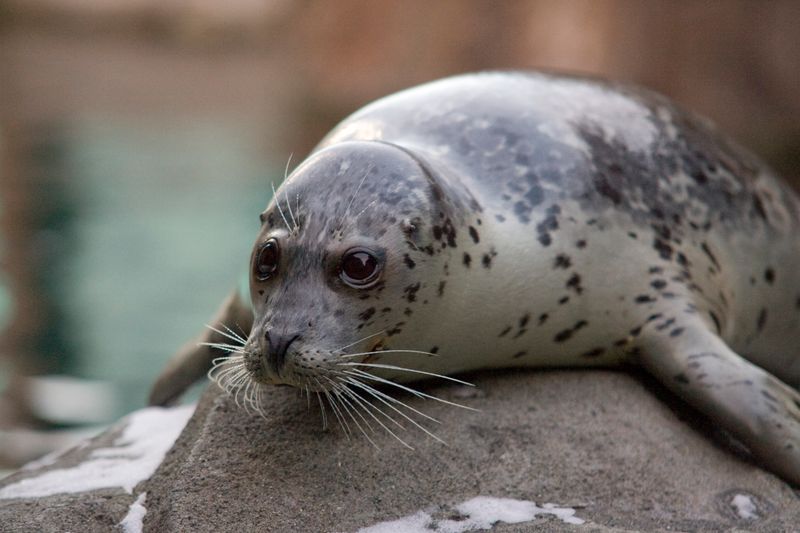 Harbor Seal