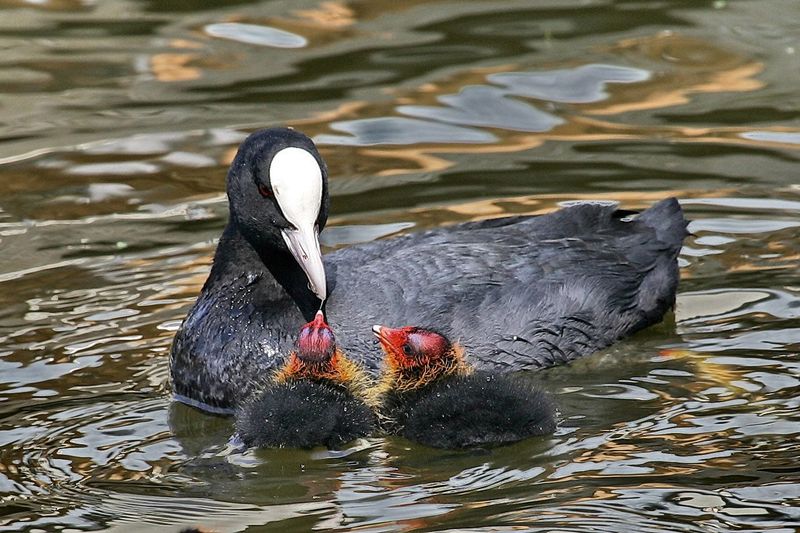 European Coot