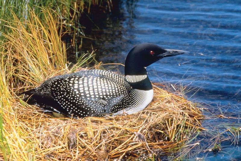 Common Loon