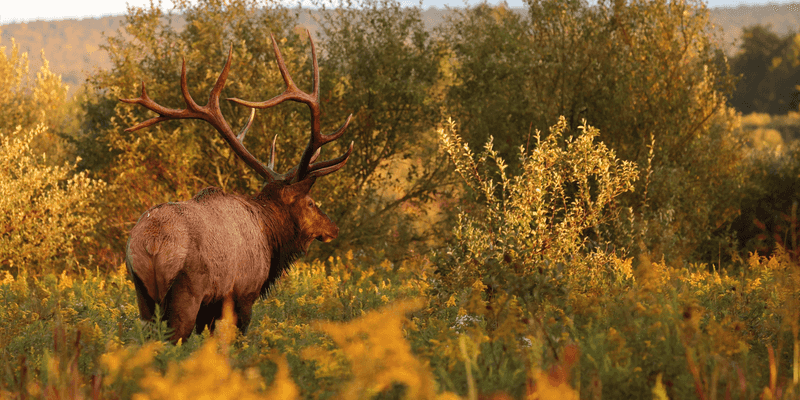 Eastern Elk