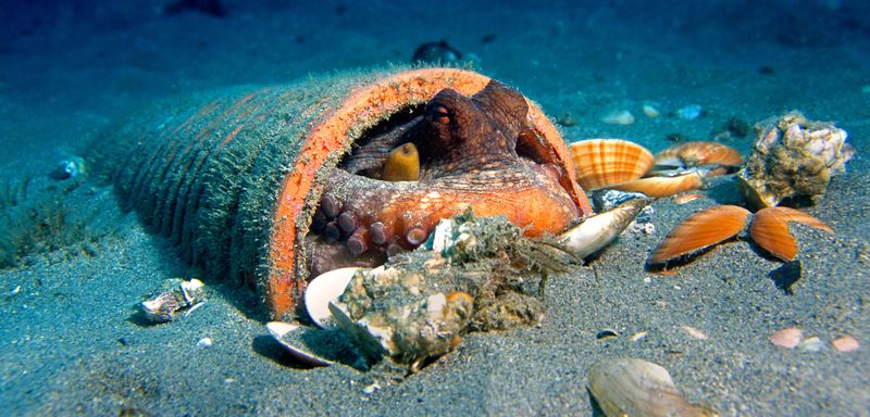 Octopus