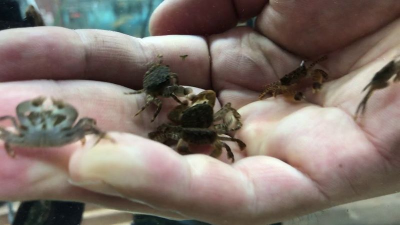 Breeding Habits