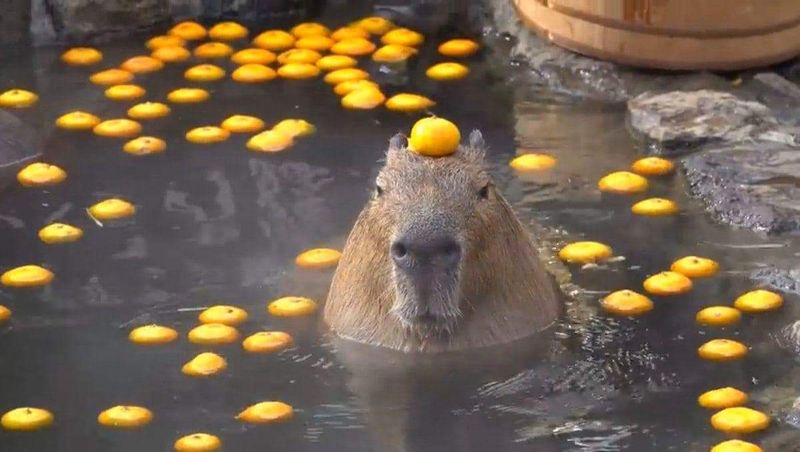Aquatic Habits