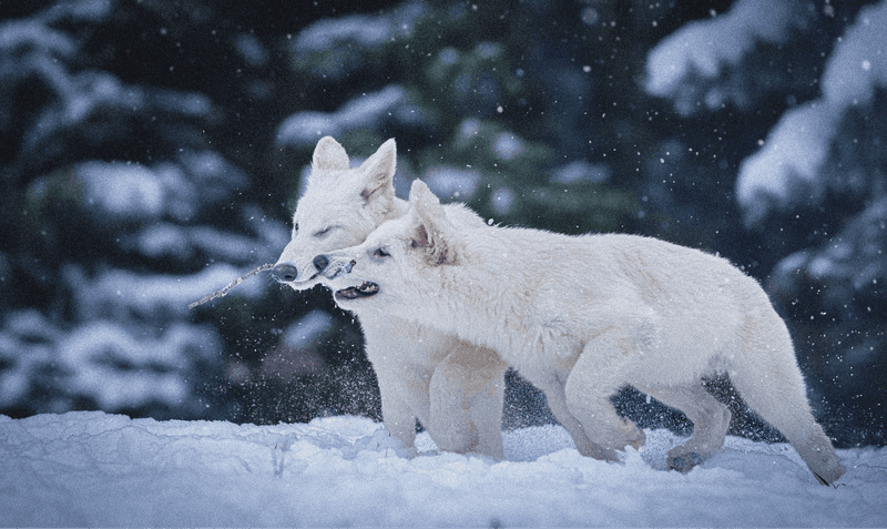 Their Roles in the Ecosystem Were Nearly Identical