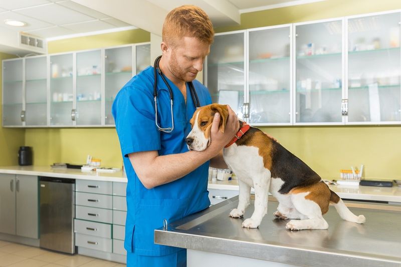 Regular Vet Check-ups