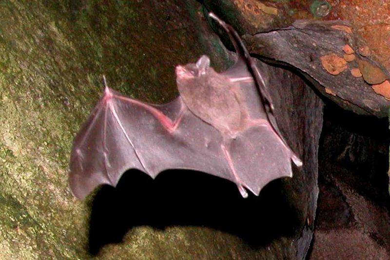 Seychelles Sheath-tailed Bat