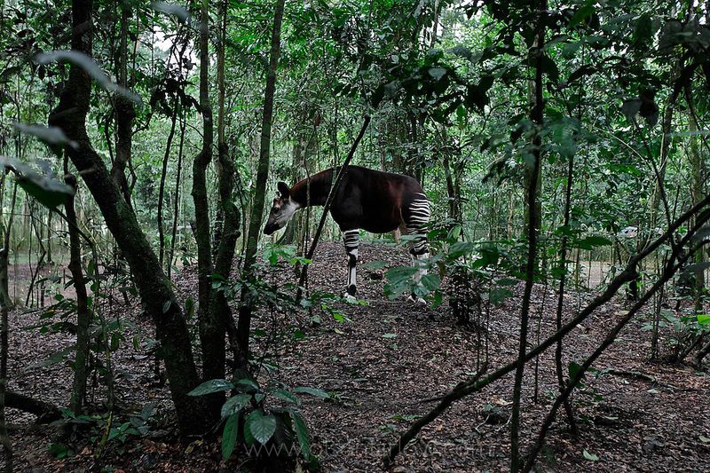 Okapi