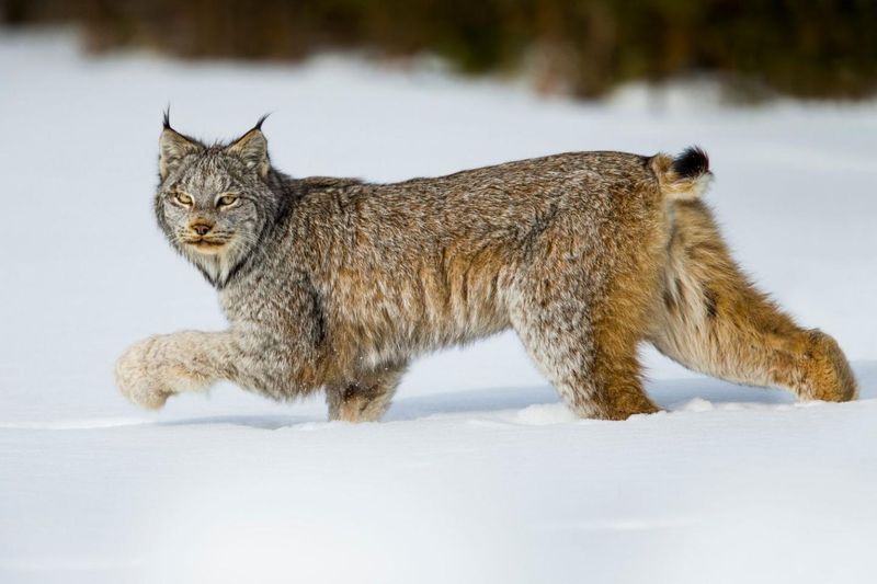 Short Tails, Big Purpose