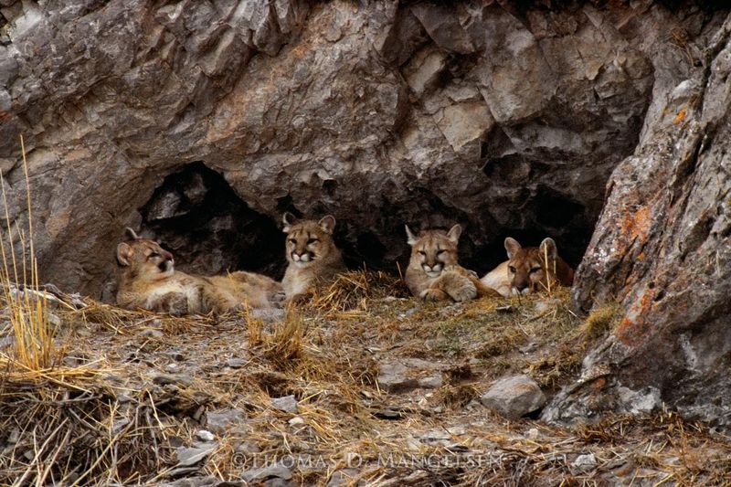 Mothers of the Wild