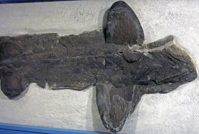Shark Skeletons Are Rarely Fossilized