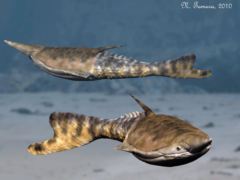 One Extinct Shark Had a Buzz-Saw Tail