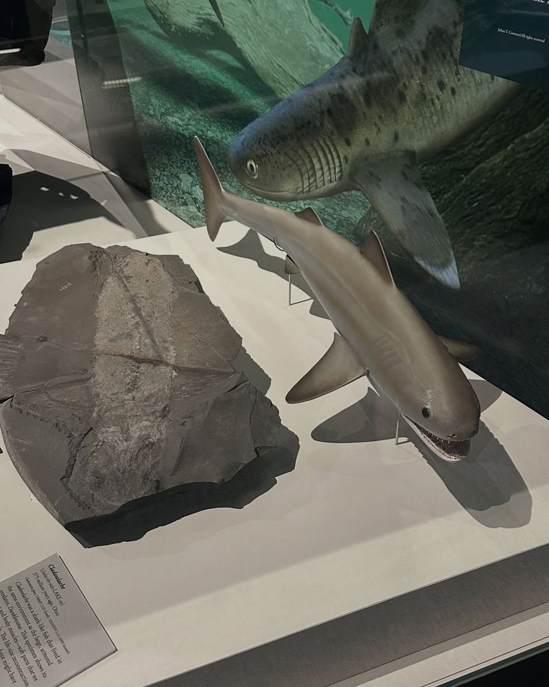 Sharks Once Had Armor-Like Scales