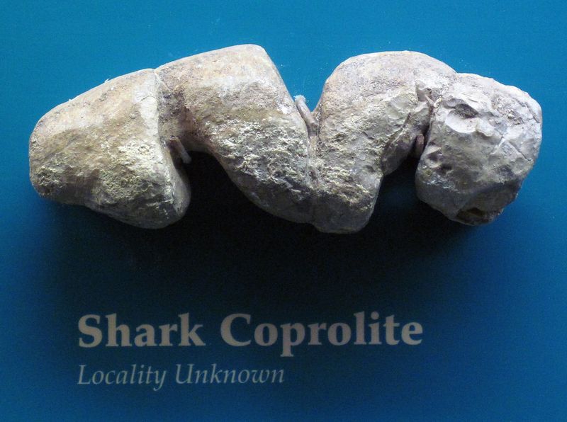 Fossilized Shark Poop Offers Clues About Ancient Diets