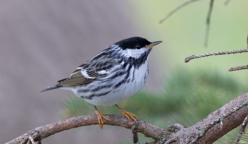 Blackpoll Warbler
