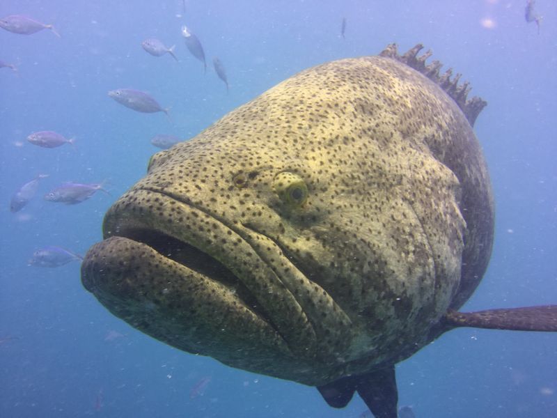 Goliath Grouper