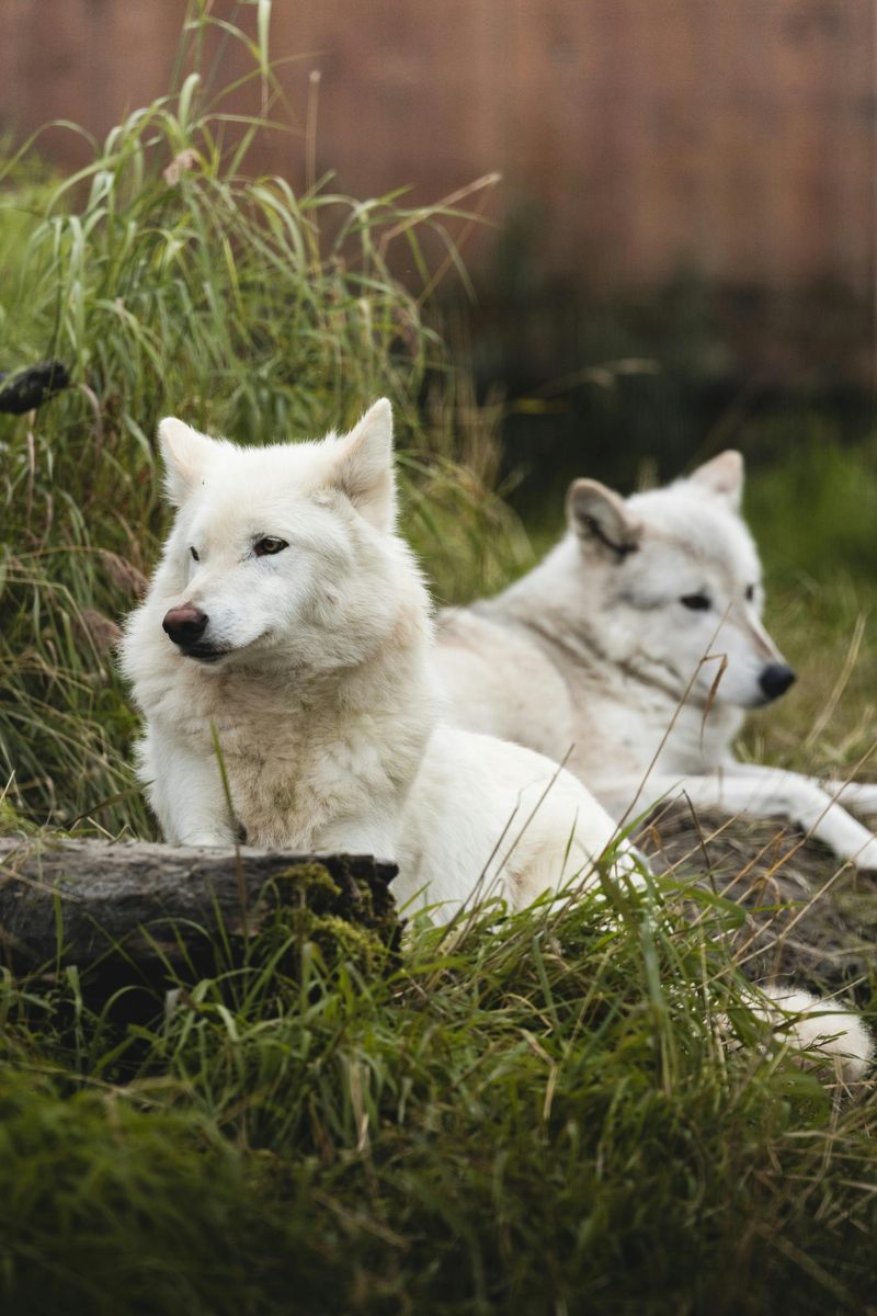 Alaska