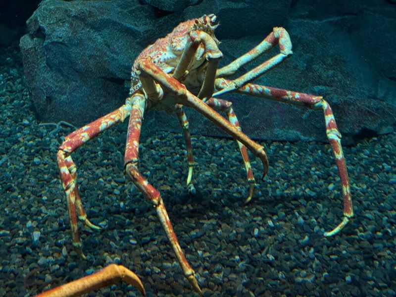 Japanese Spider Crab