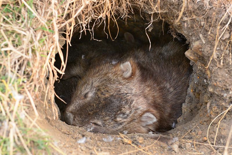 Wombat