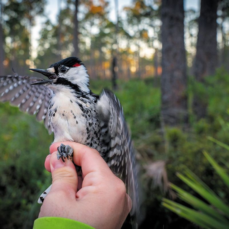 Conservation Efforts