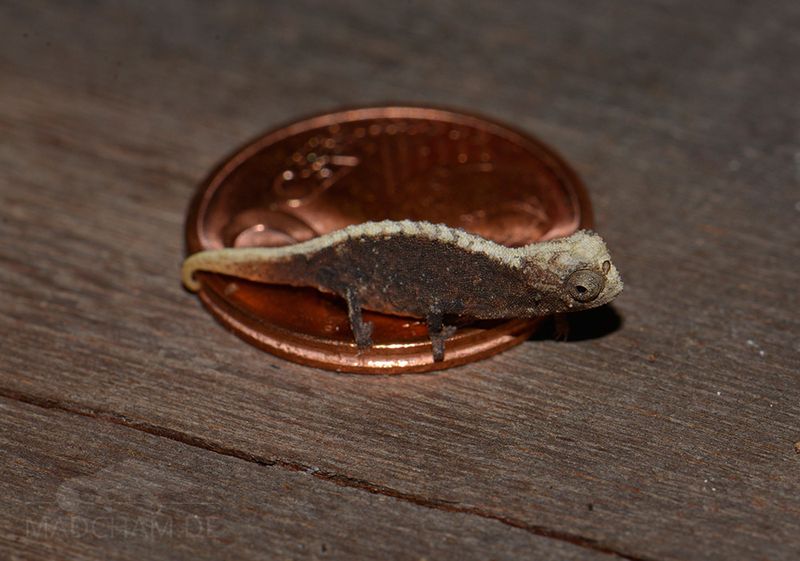 Brookesia Micra Chameleon