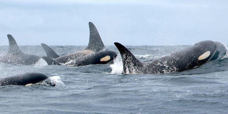 Orca