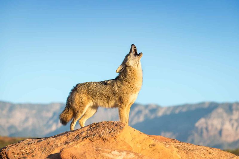 Coyote